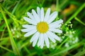 Beautiful white Daisy on a green meadow. White chamomile day. White flower day Royalty Free Stock Photo